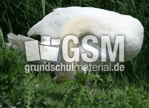 Höckerschwan_4165.jpg